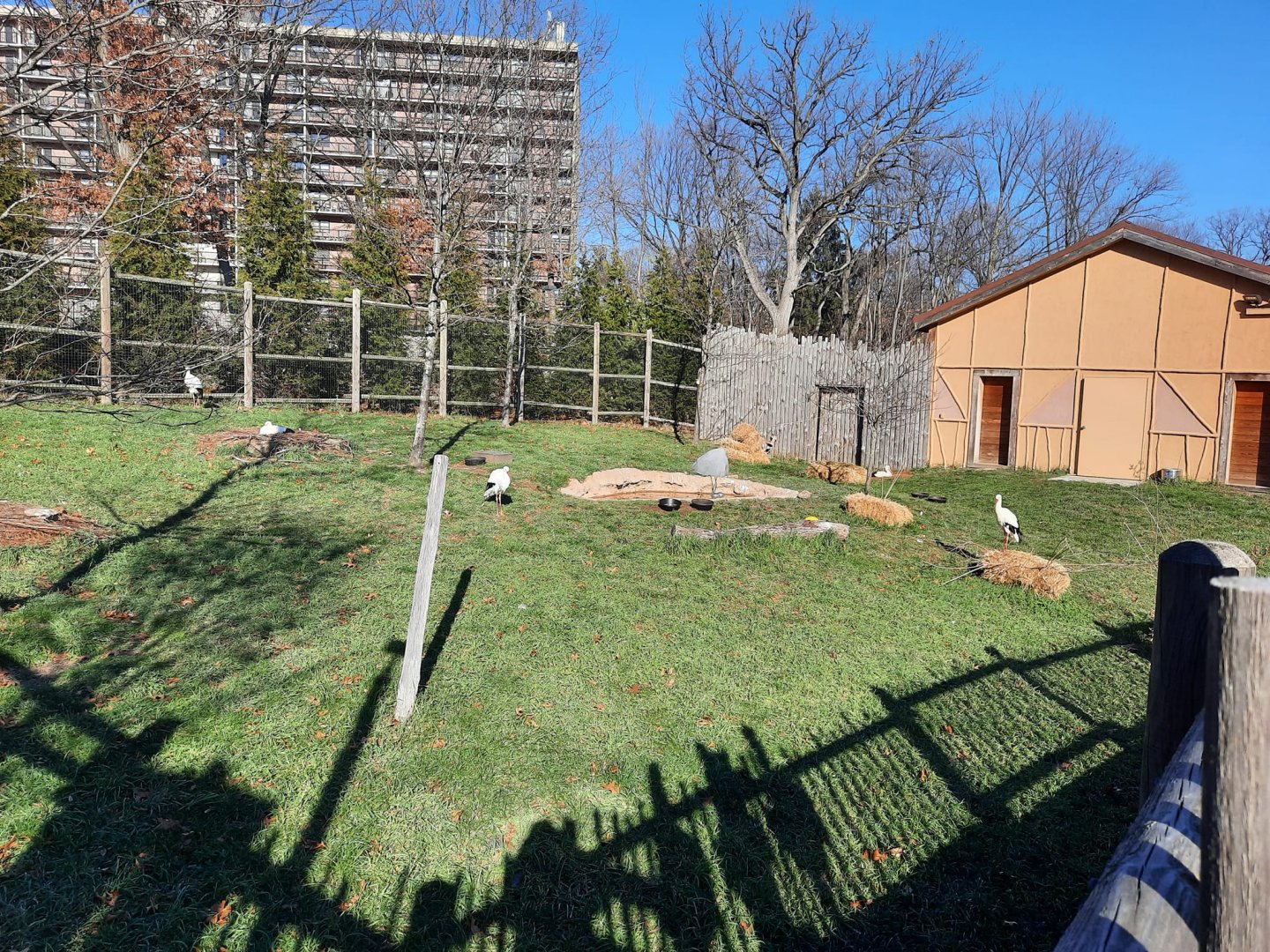 Pride of Africa Mixed Exhibit