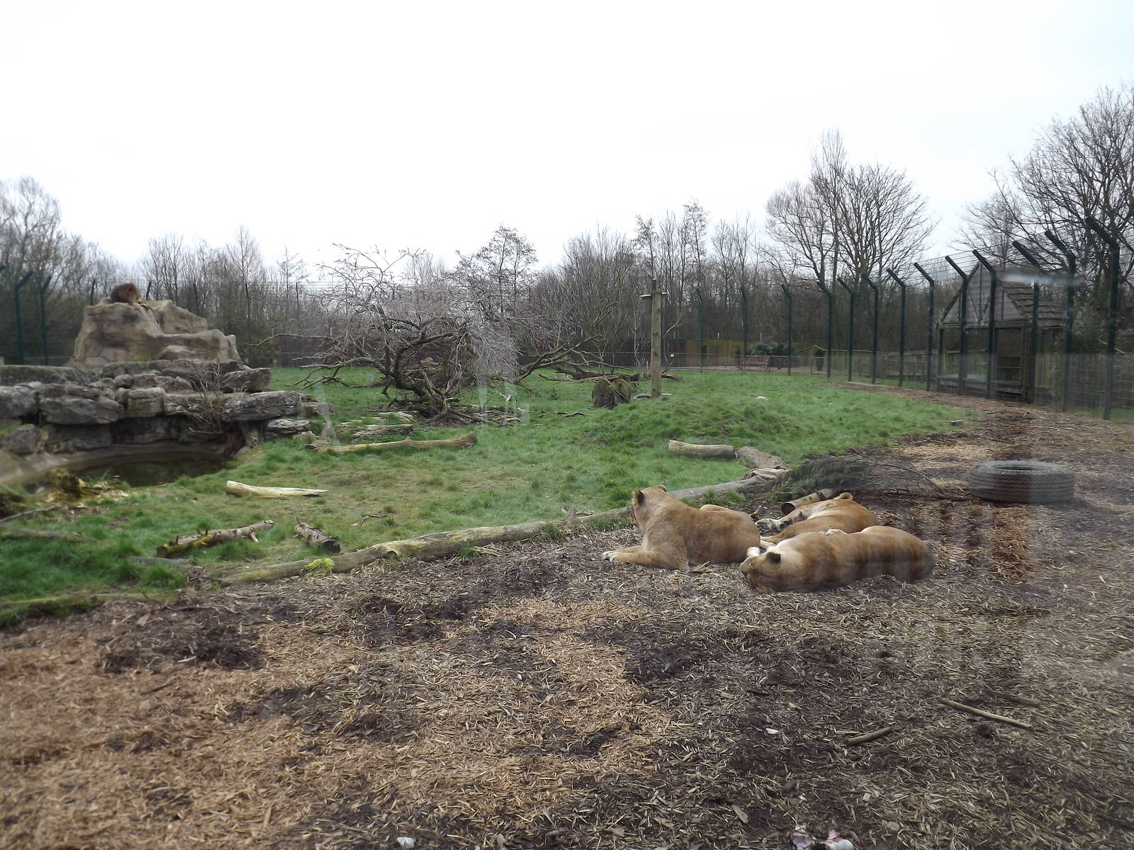 Pride of Blackpool at Blackpool Zoo 11/03/12