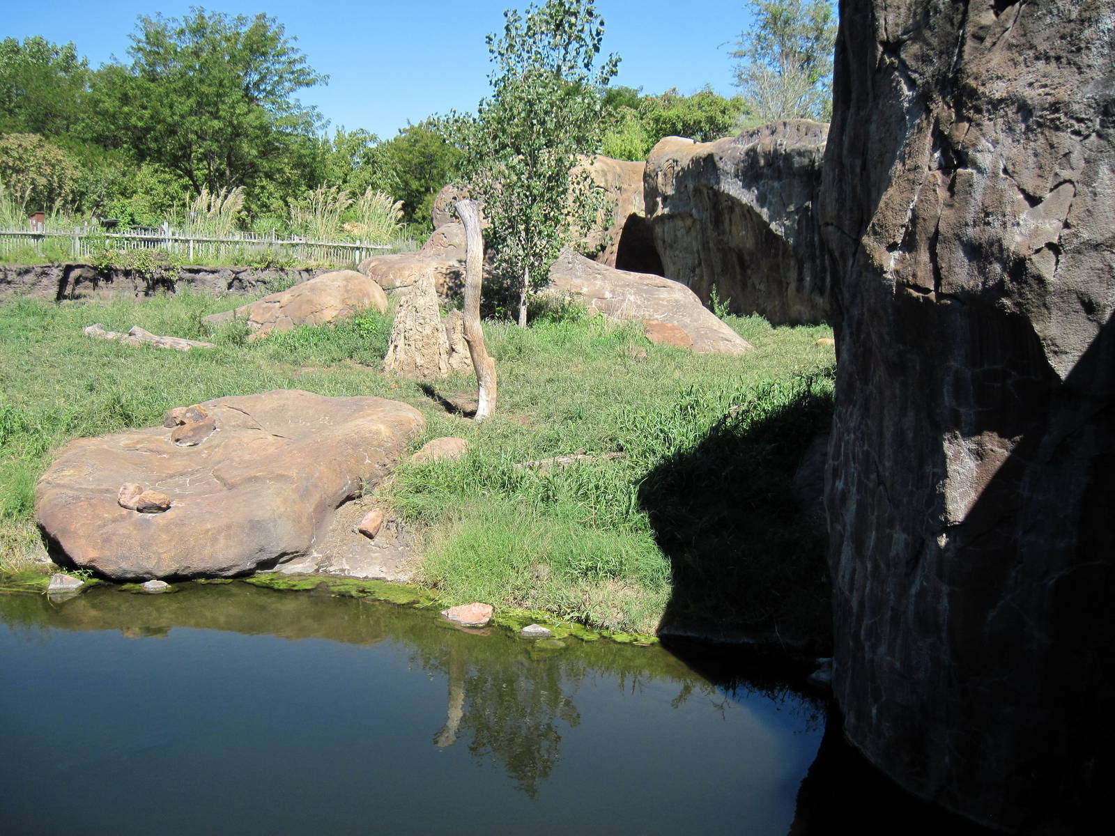 Pride of the Plains-African Lion Exhibit