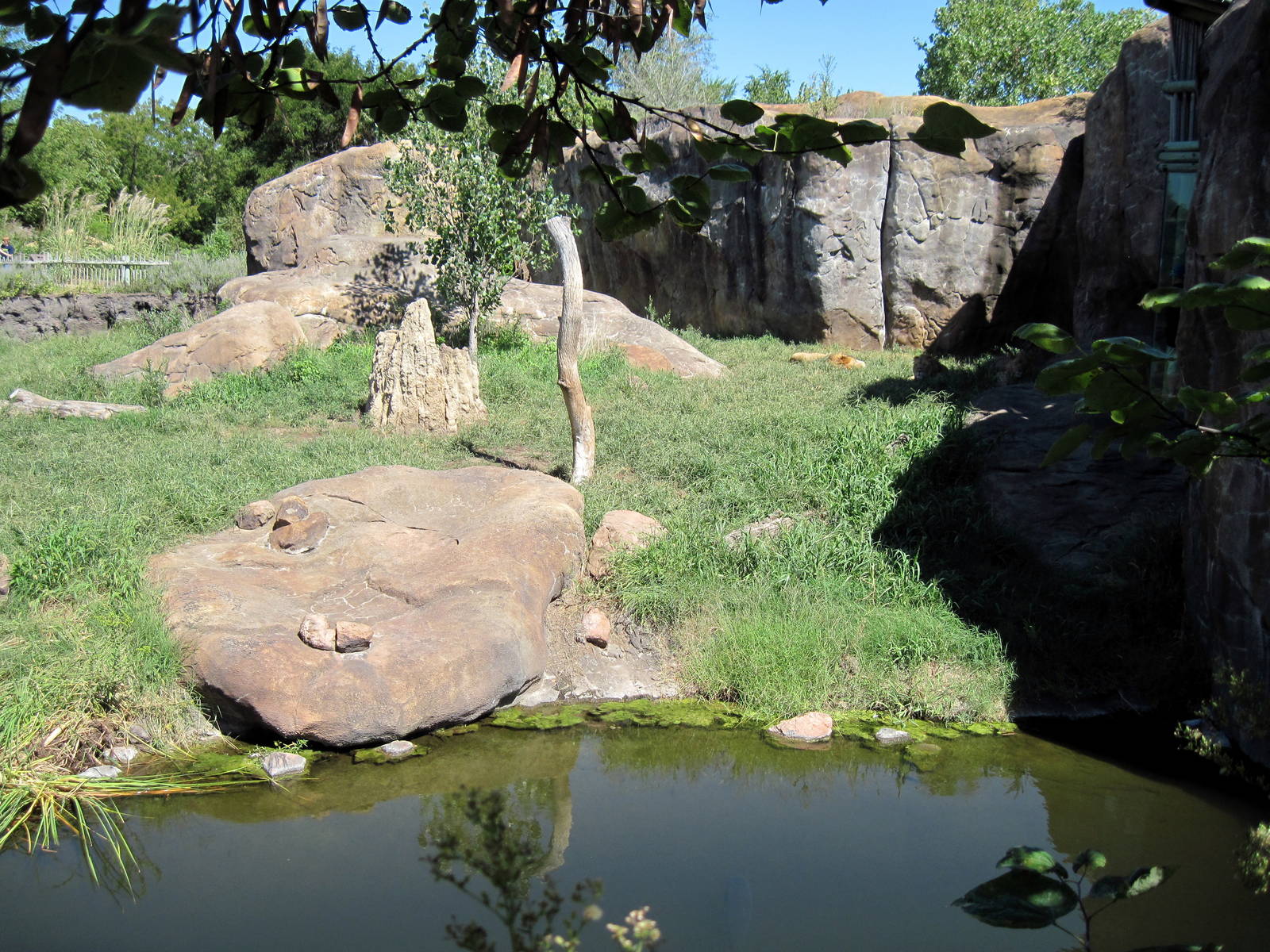 Pride of the Plains-African Lion Exhibit