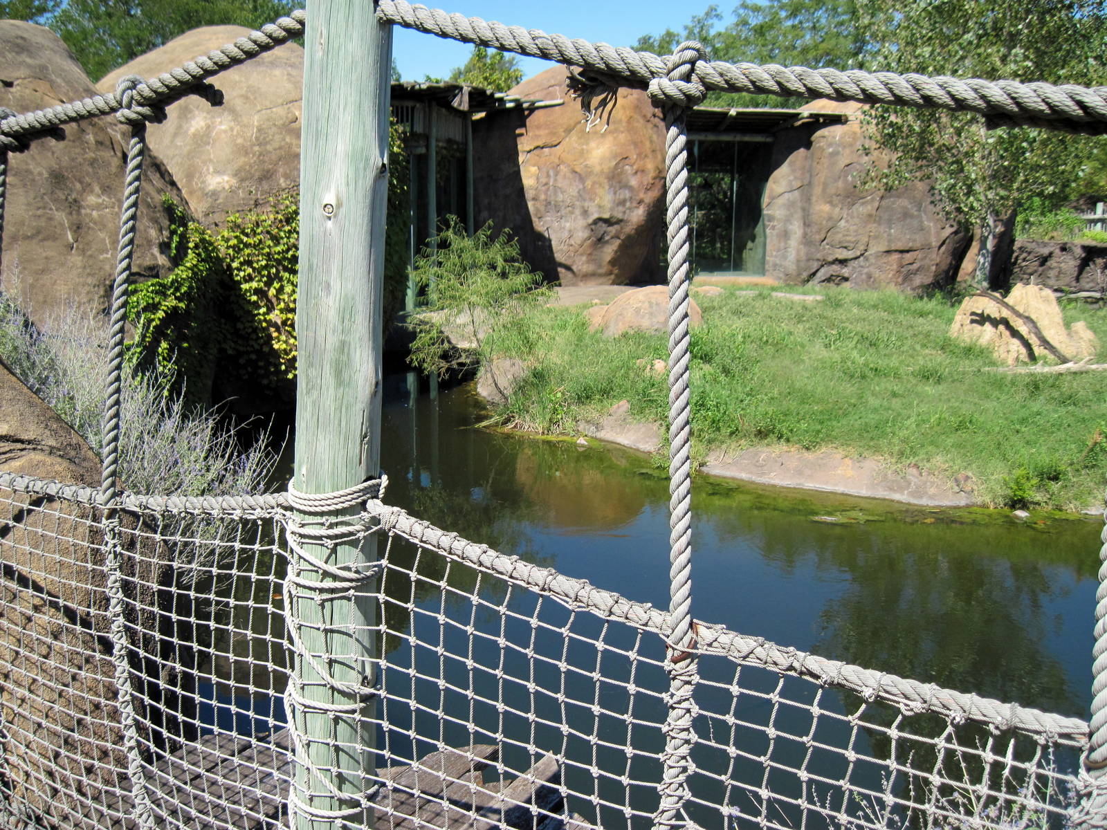 Pride of the Plains-African Lion Exhibit