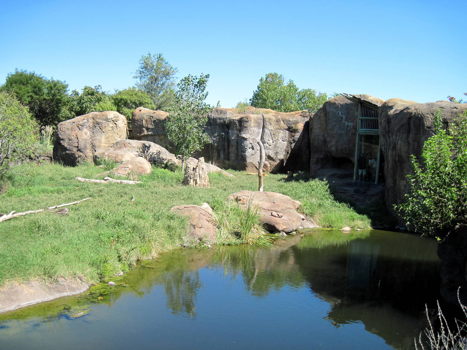 Pride of the Plains-African Lion Exhibit