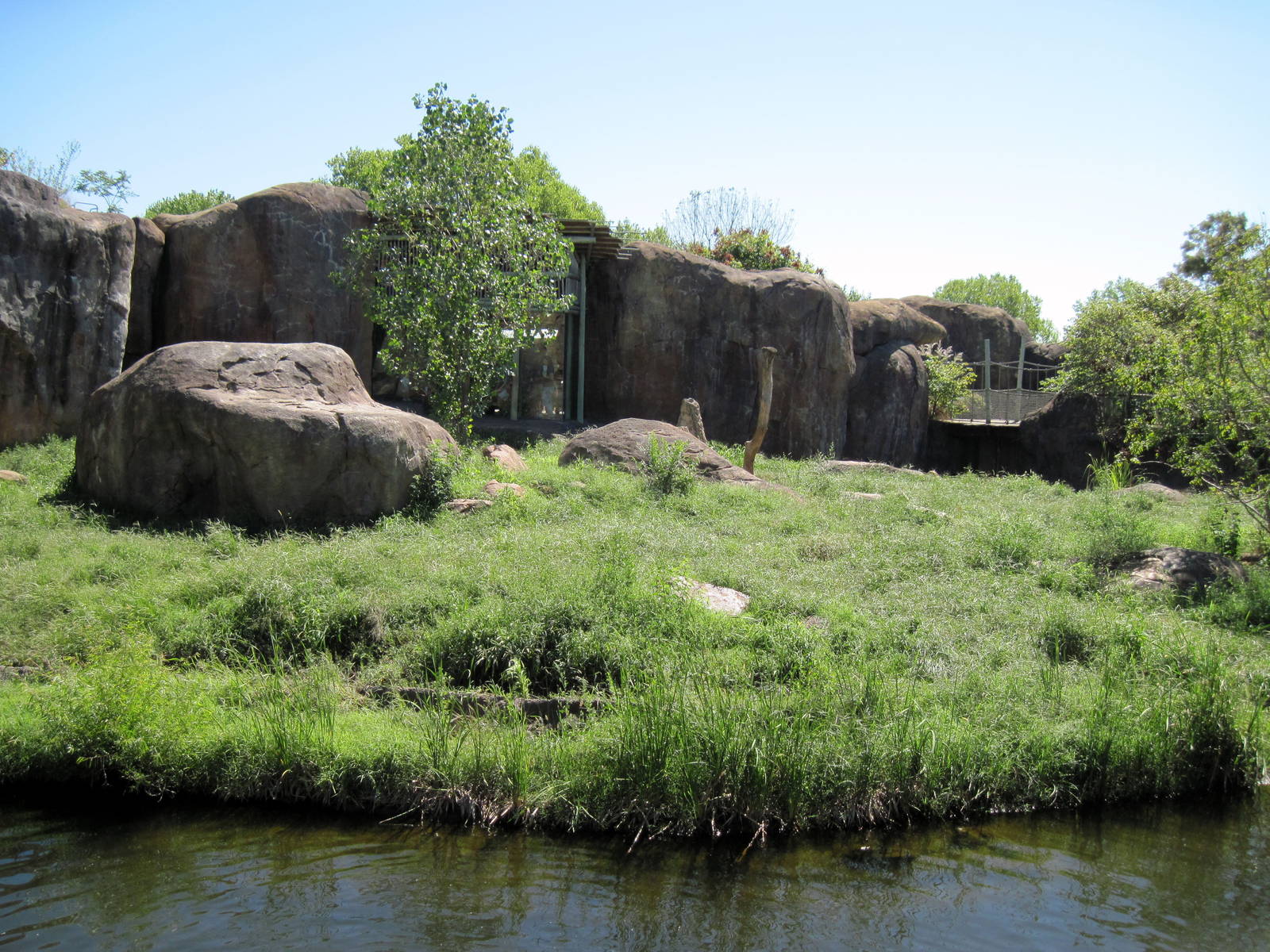 Pride of the Plains-African Lion Exhibit