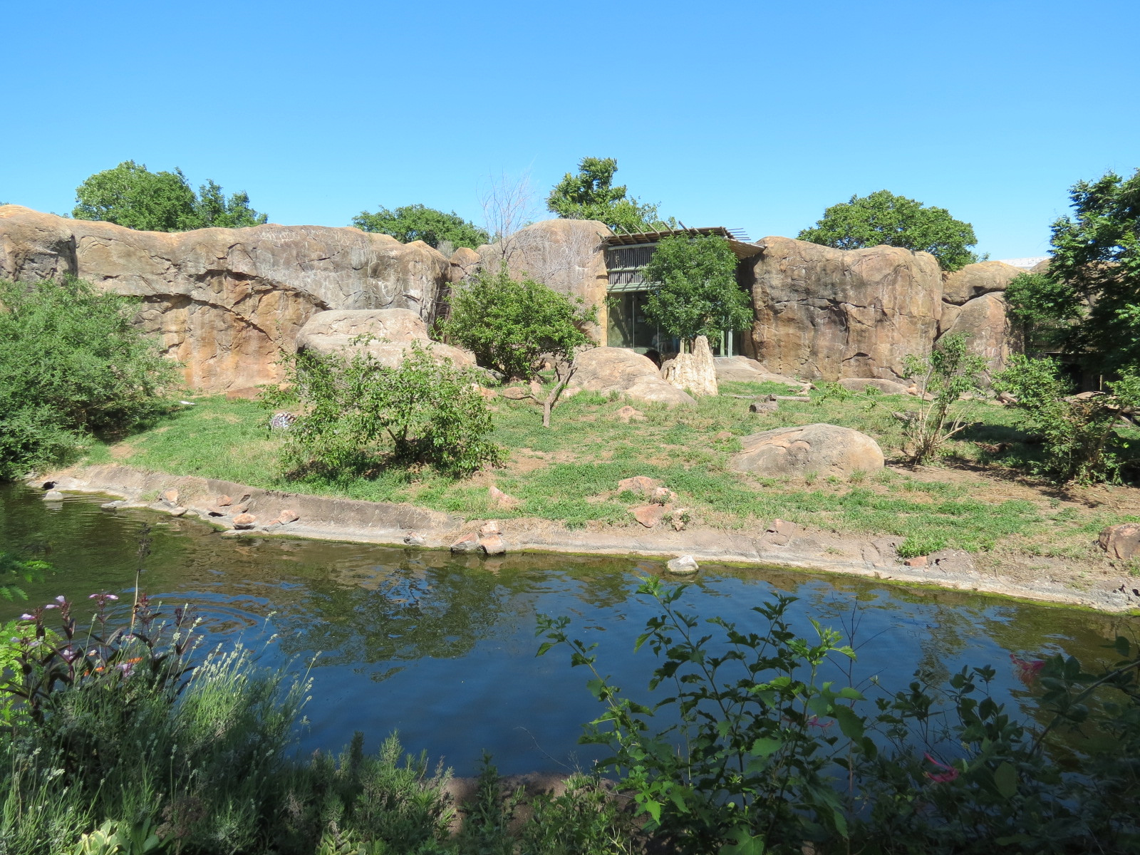 Pride of the Plains - African Lion Exhibit