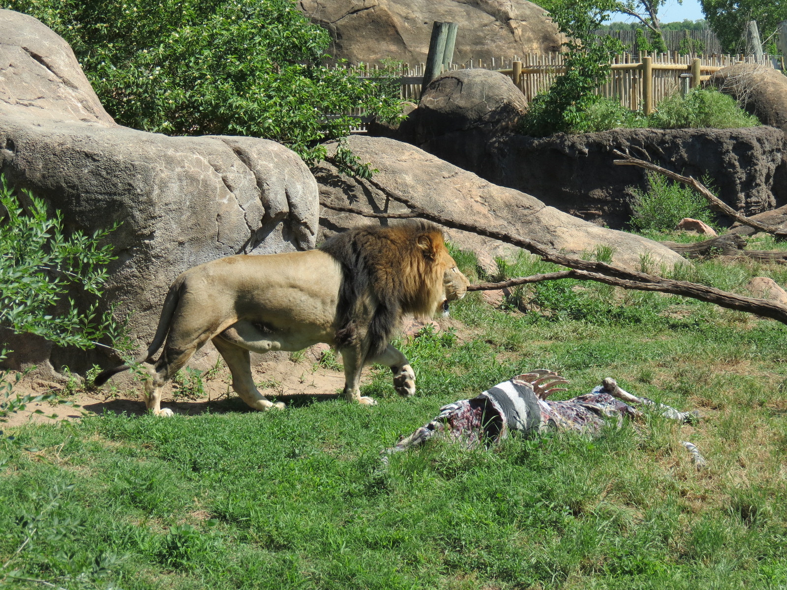 Pride of the Plains - African Lion Exhibit