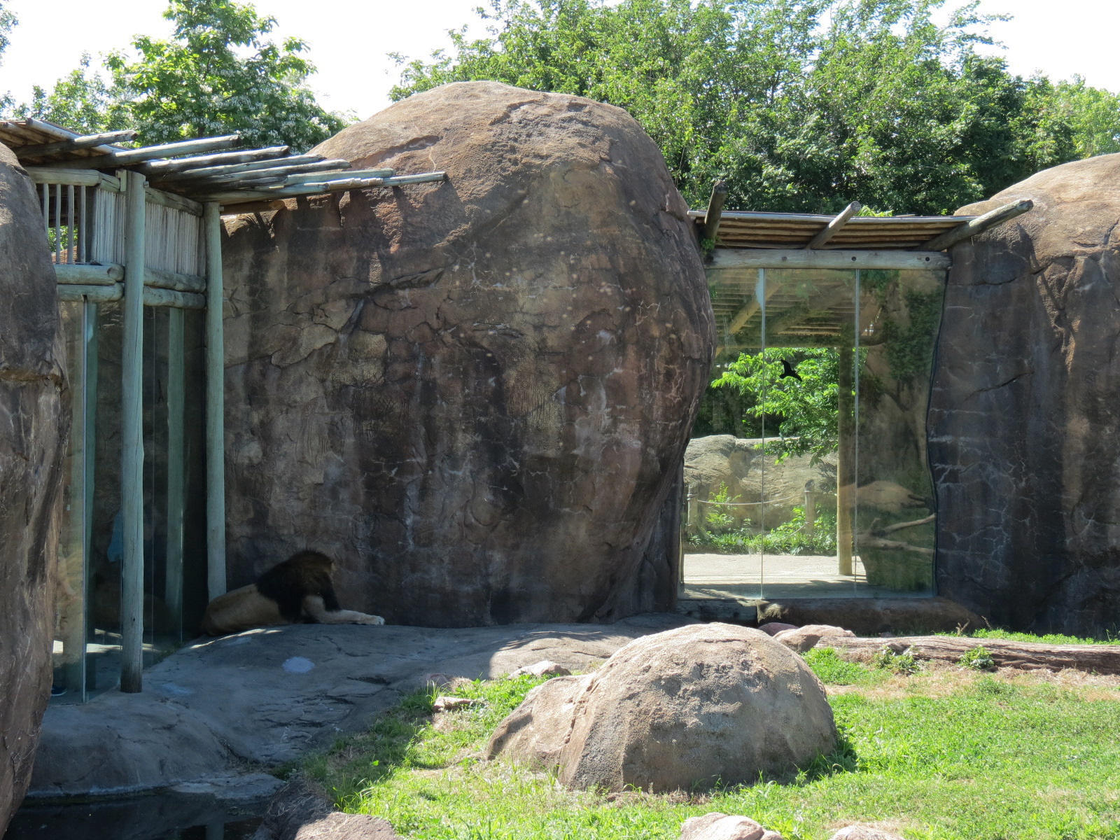 Pride of the Plains - African Lion Exhibit