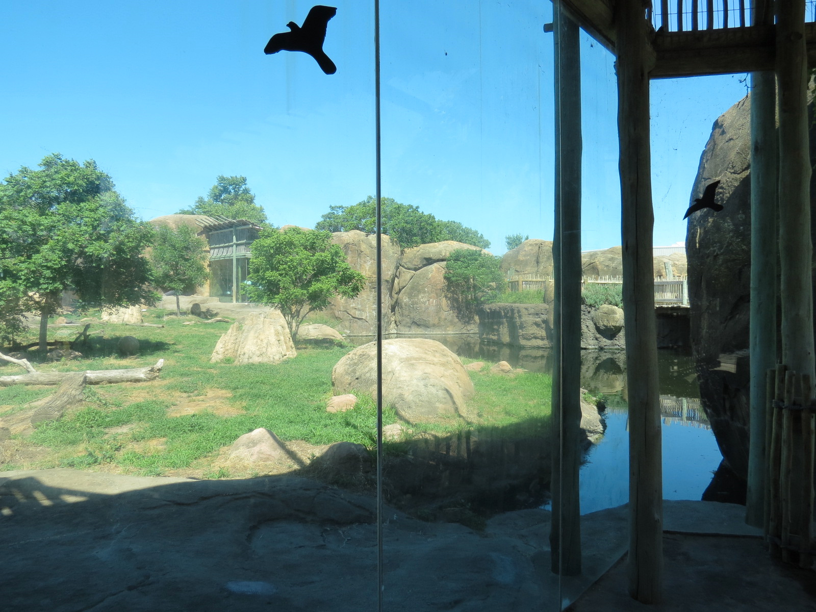 Pride of the Plains - African Lion Exhibit
