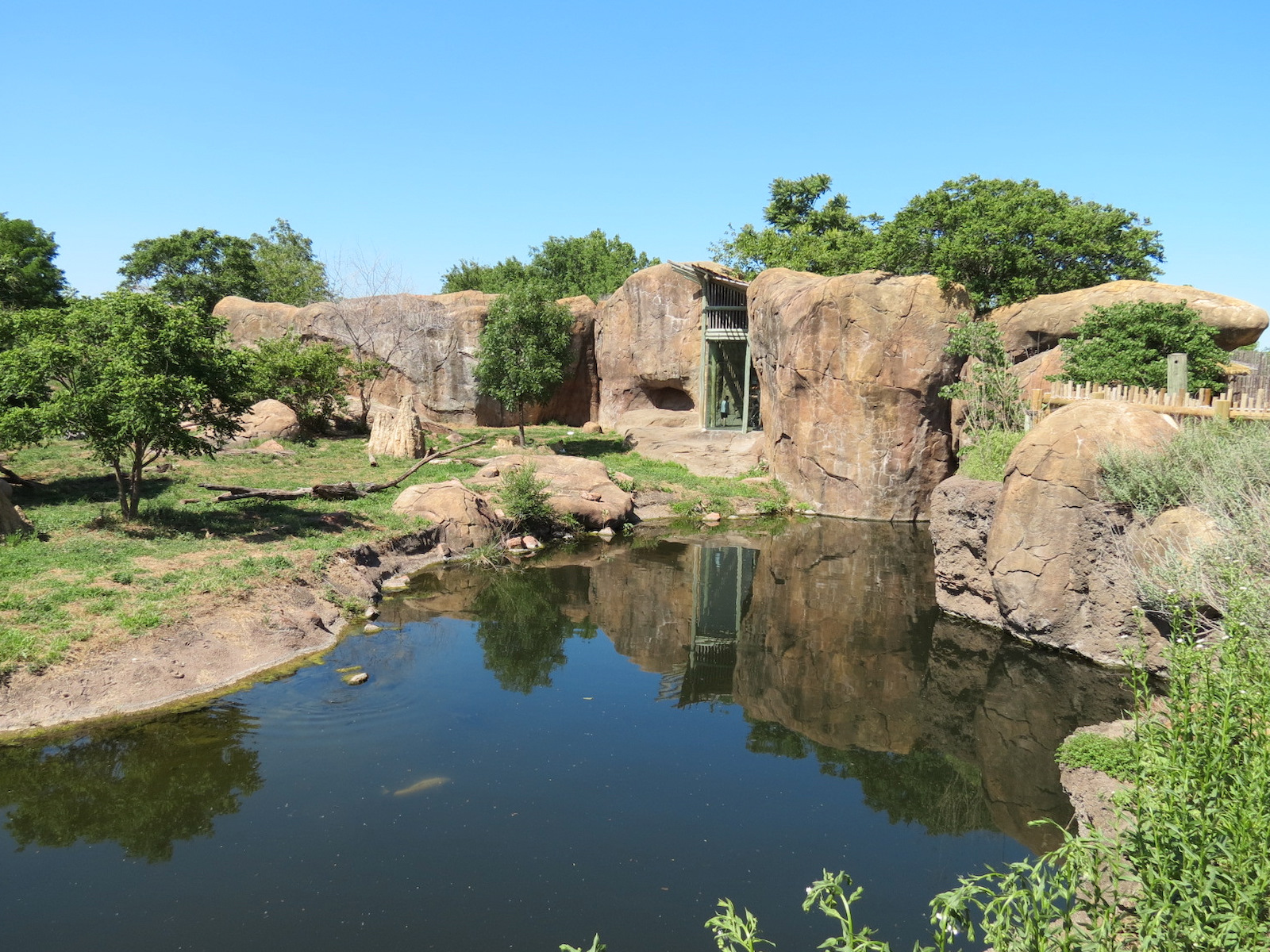 Pride of the Plains - African Lion Exhibit