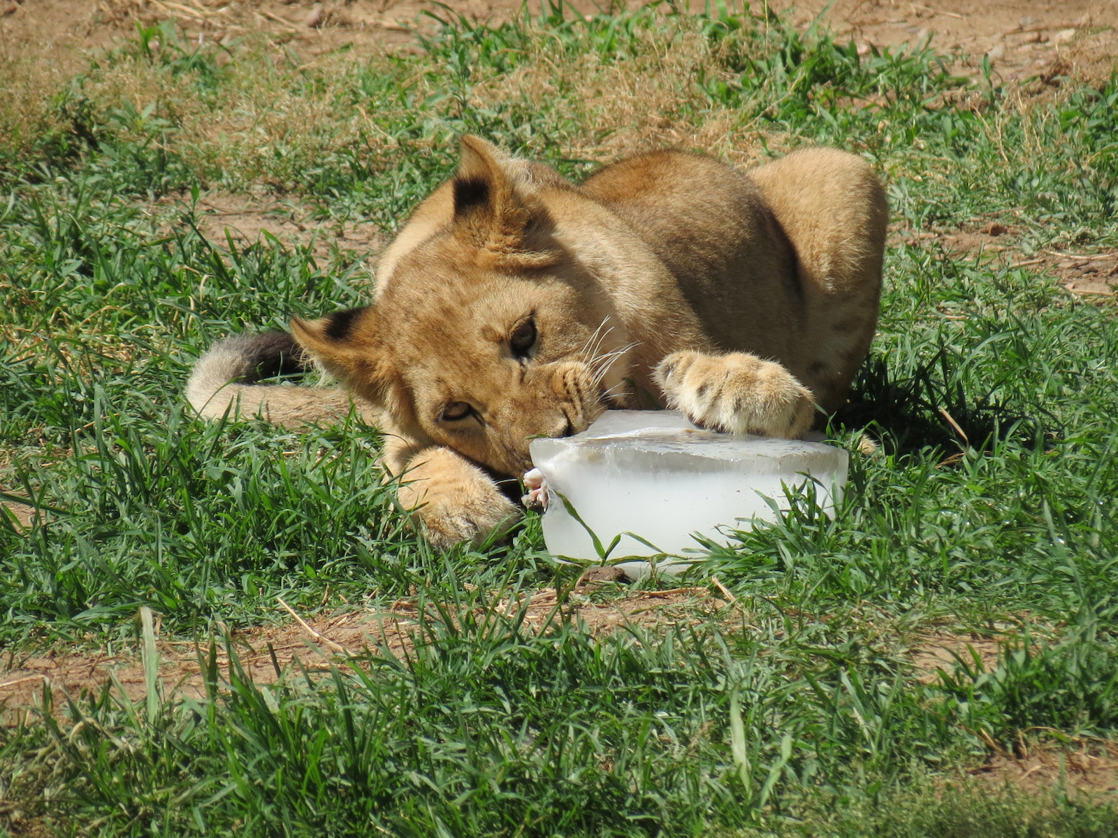 Pride of the Plains - African Lion Exhibit