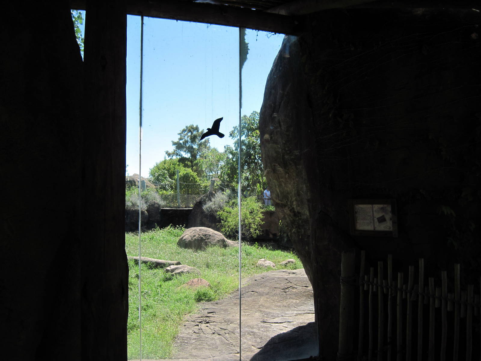 Pride of the Plains-African Lion Viewing