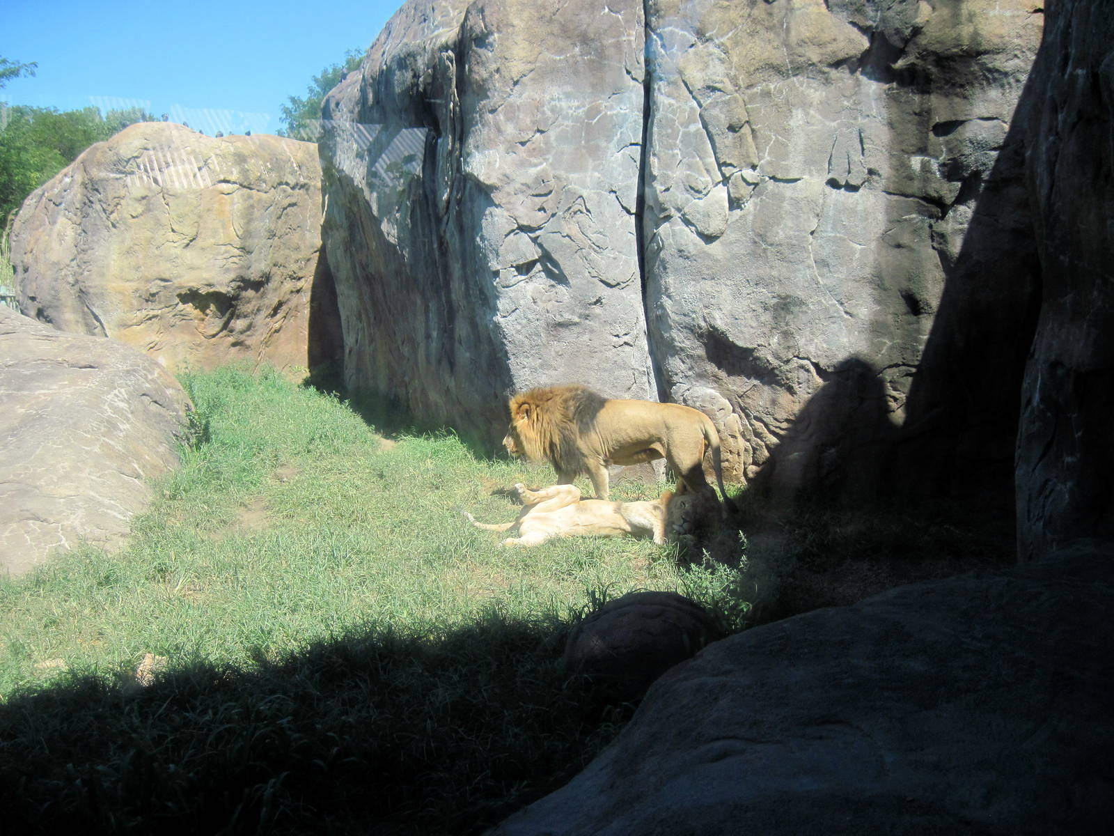 Pride of the Plains-African Lion
