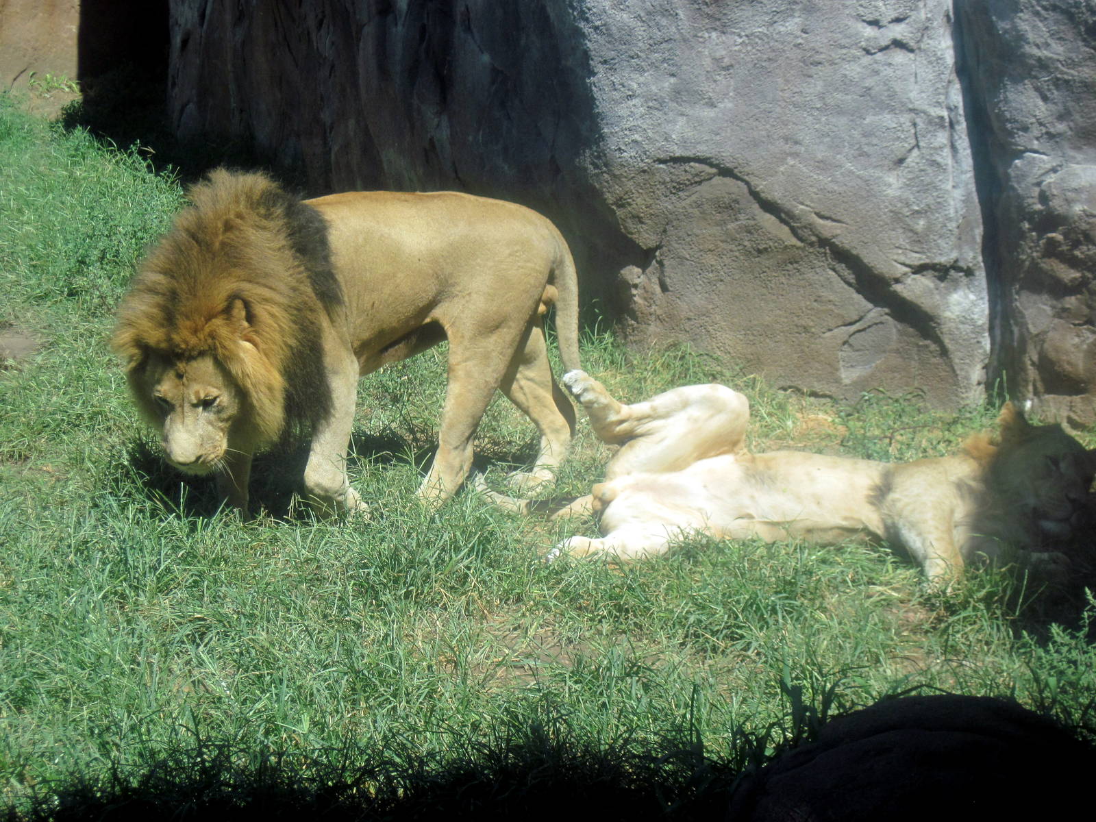 Pride of the Plains-African Lions