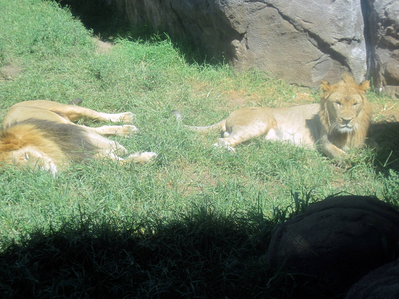 Pride of the Plains-African Lions