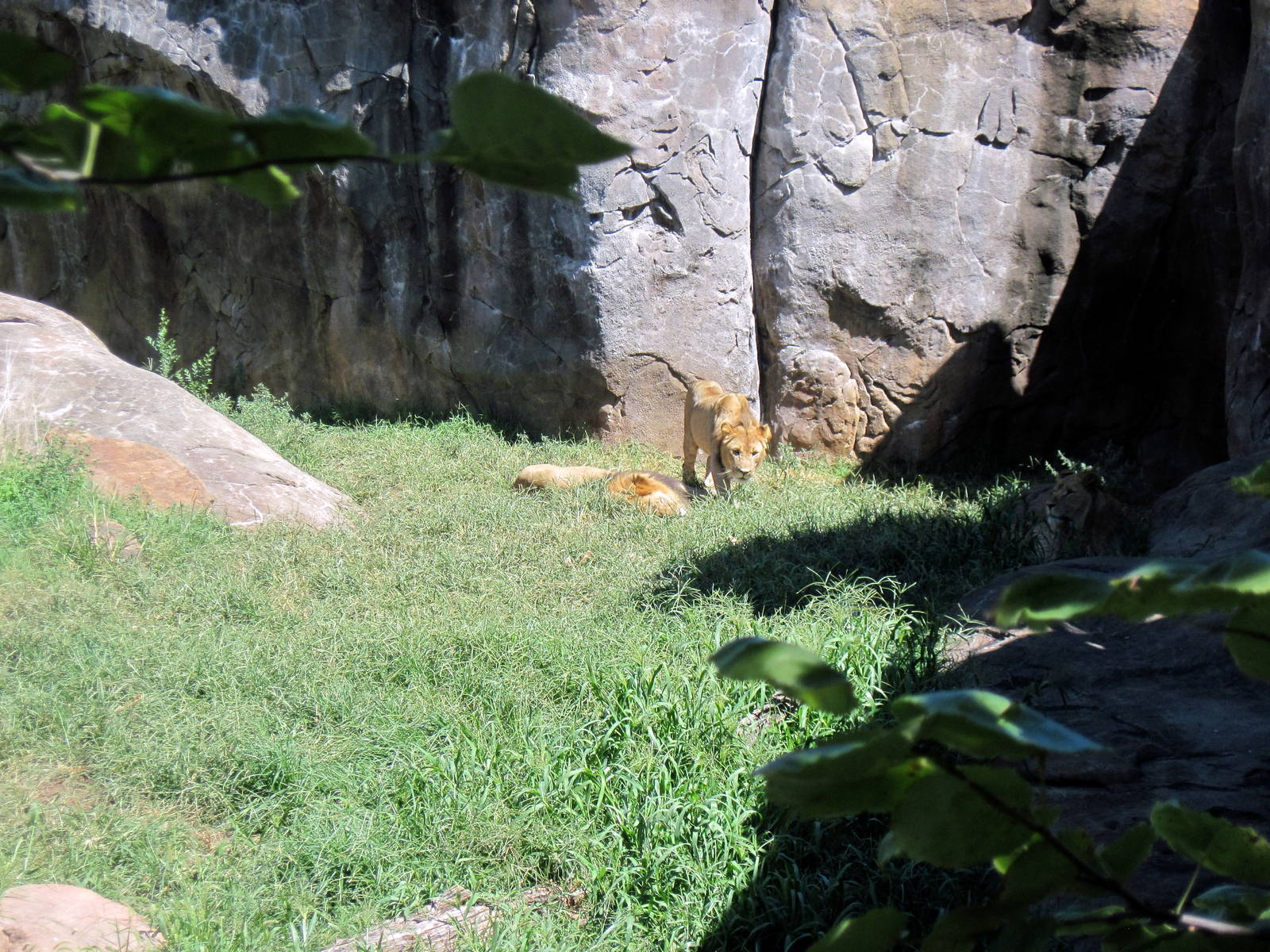 Pride of the Plains-African Lions