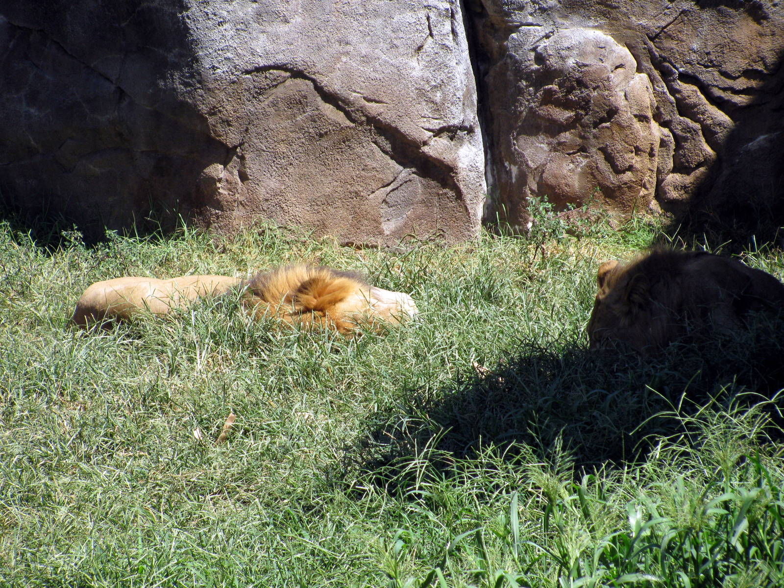Pride of the Plains-African Lions