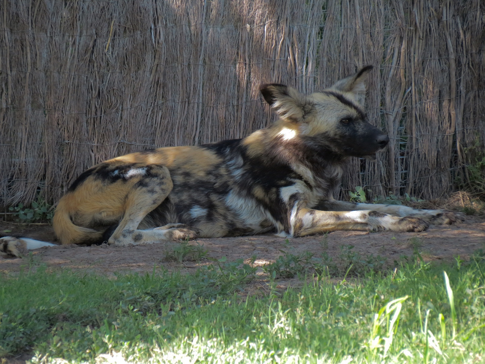 Pride of the Plains - African Painted Dog Exhibit