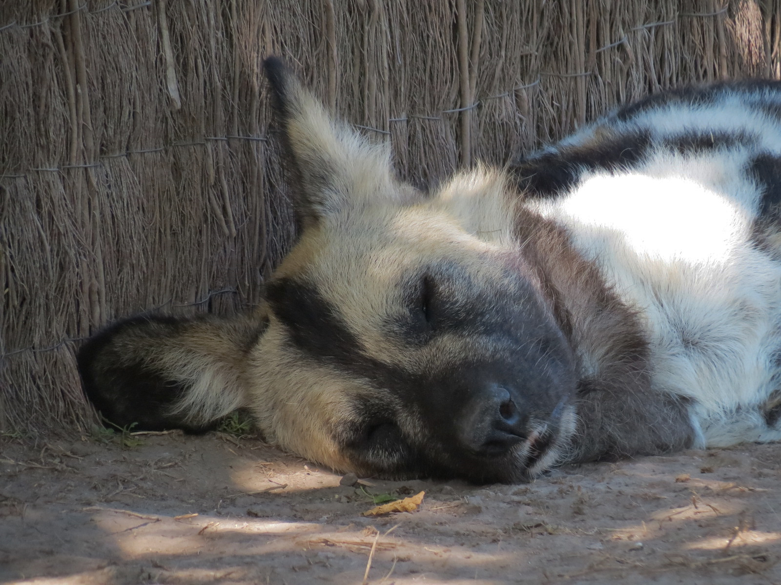 Pride of the Plains - African Painted Dog Exhibit