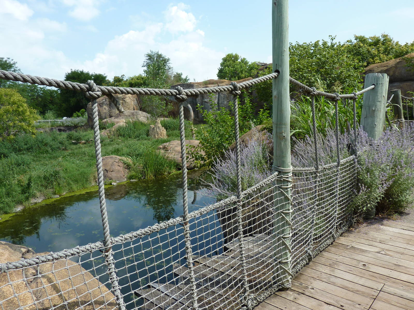 Pride Of The Plains - Lion Exhibit Bridge