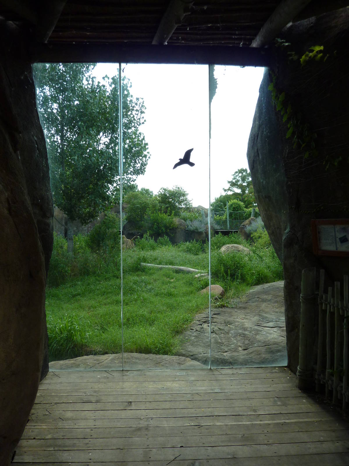 Pride Of The Plains - Lion Exhibit Viewing Window