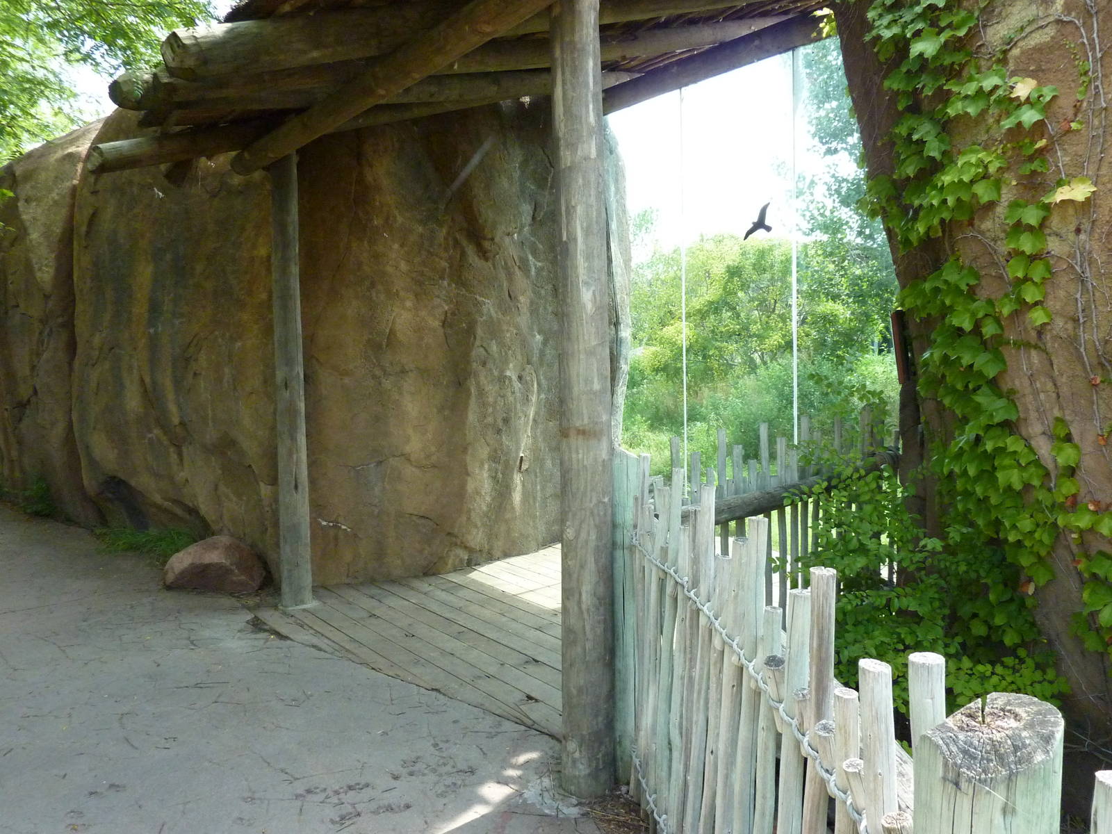 Pride Of The Plains - Lion Exhibit Viewing Window