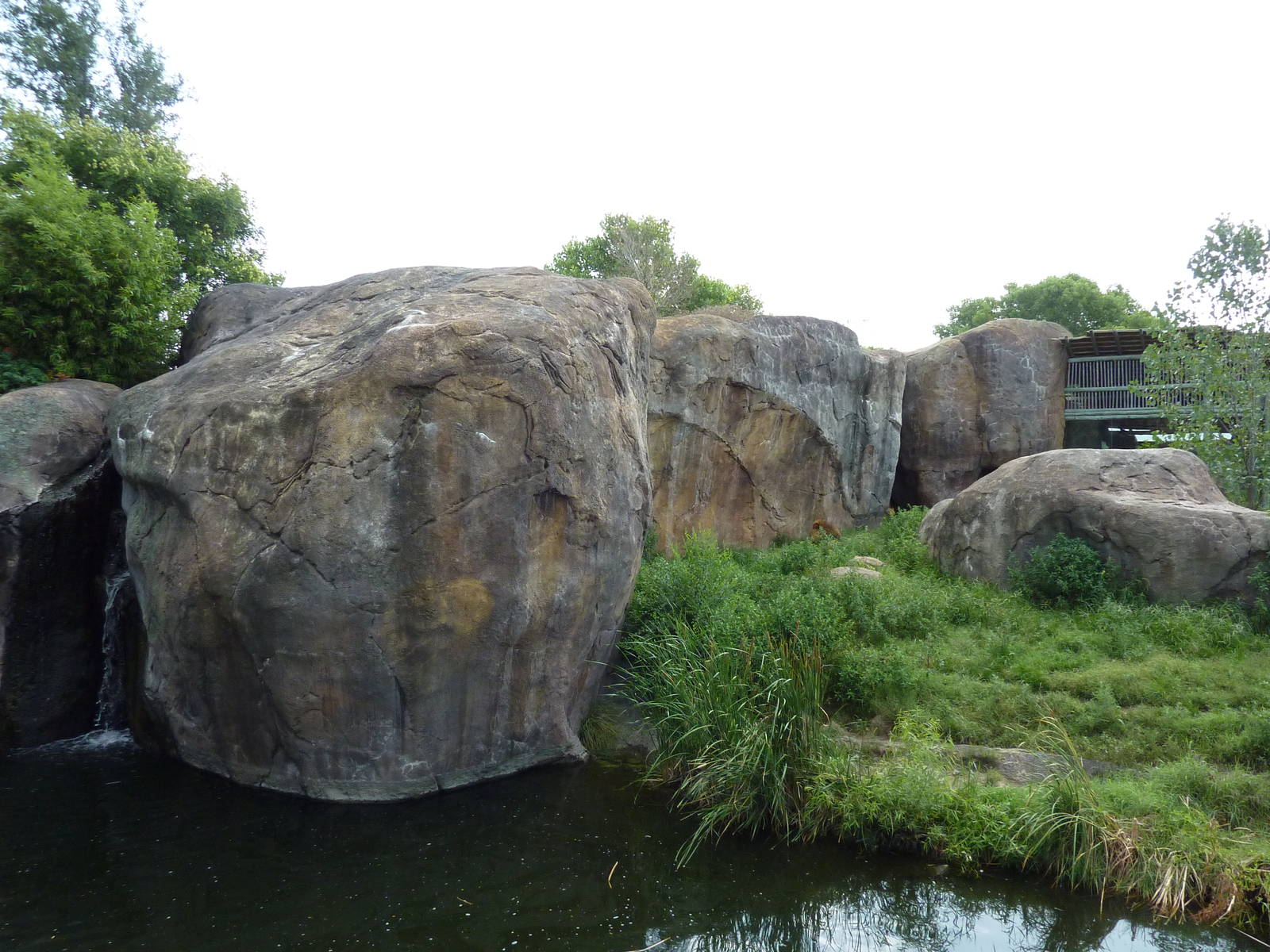 Pride Of The Plains - Lion Exhibit