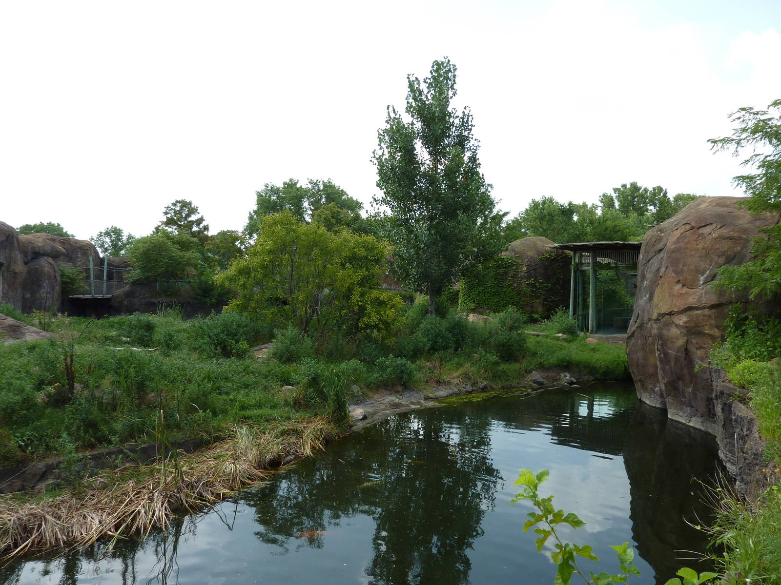 Pride Of The Plains - Lion Exhibit