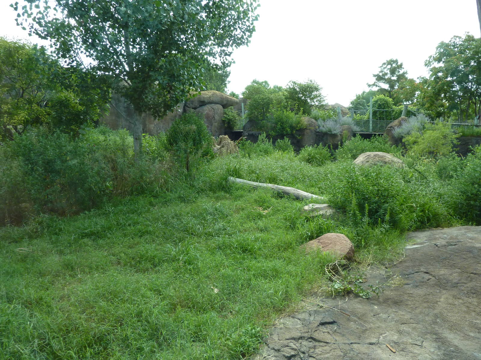 Pride Of The Plains - Lion Exhibit