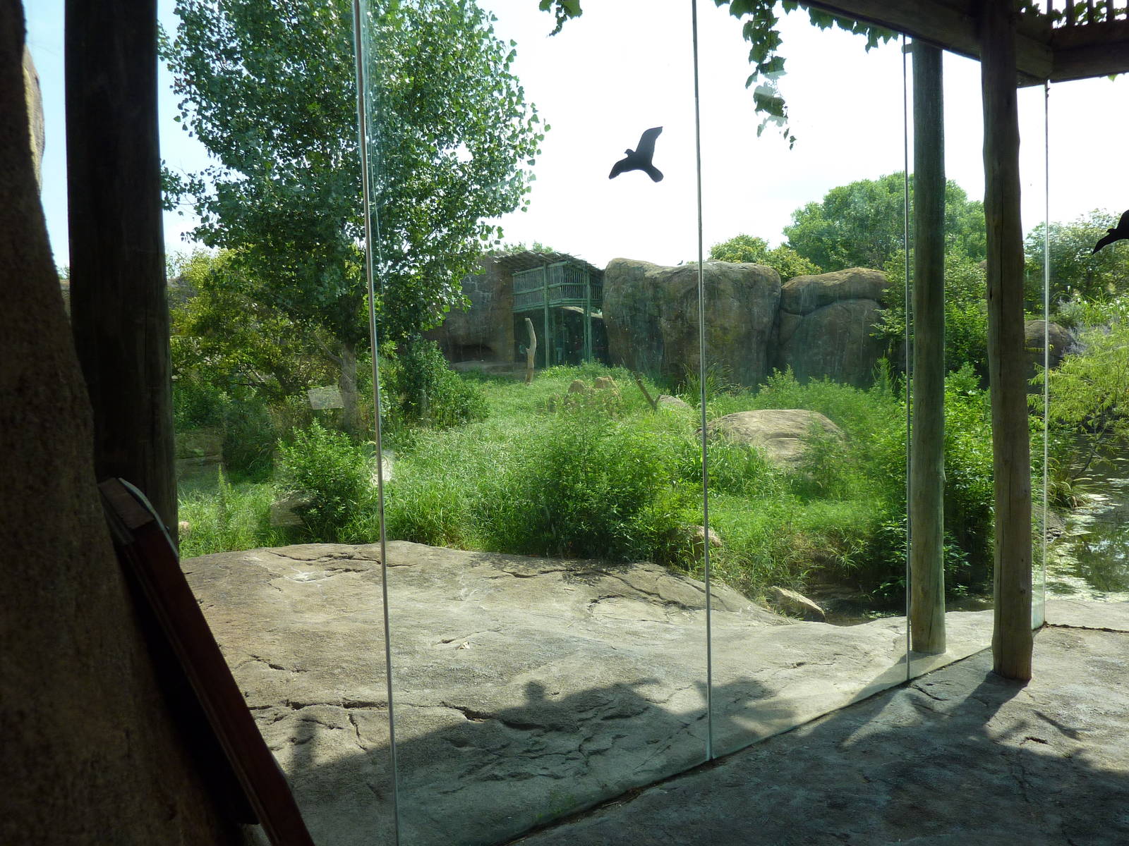 Pride Of The Plains - Lion Exhibit