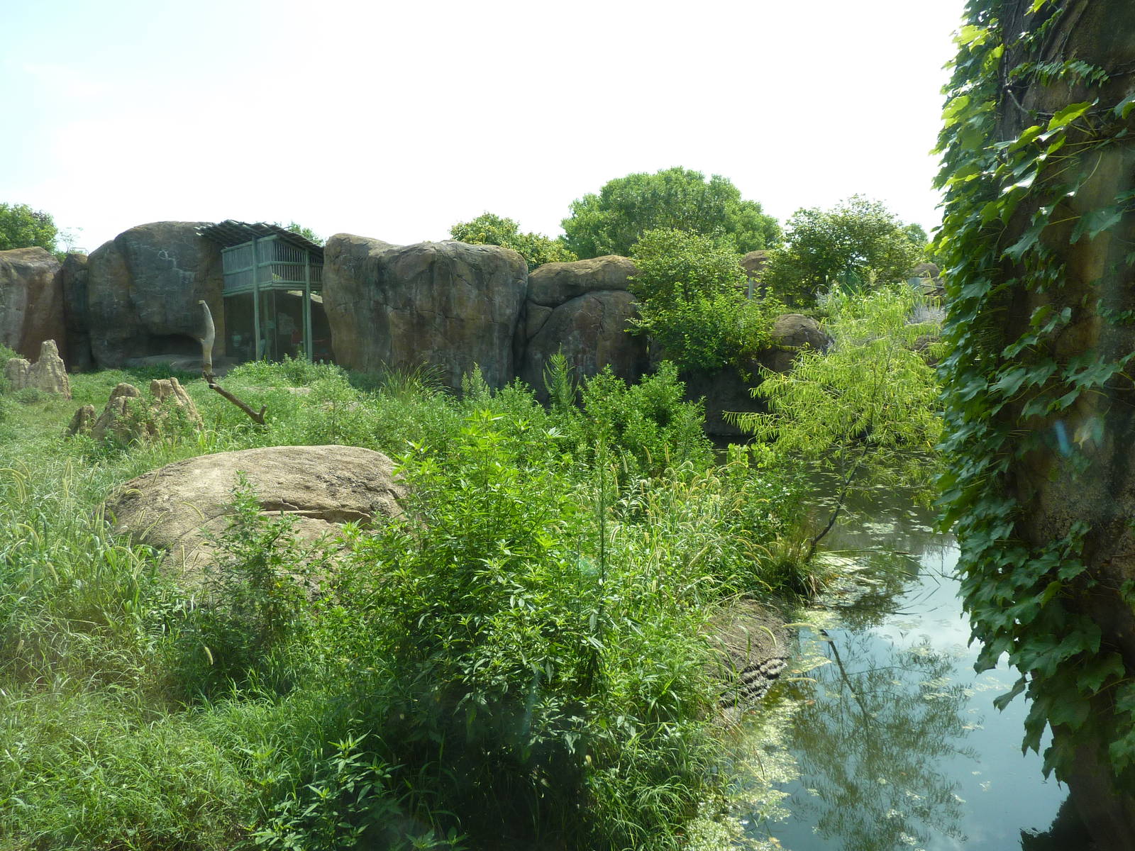 Pride Of The Plains - Lion Exhibit
