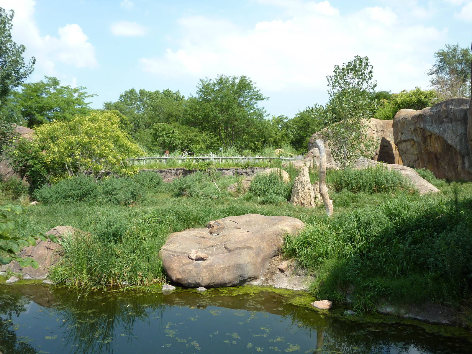 Pride Of The Plains - Lion Exhibit