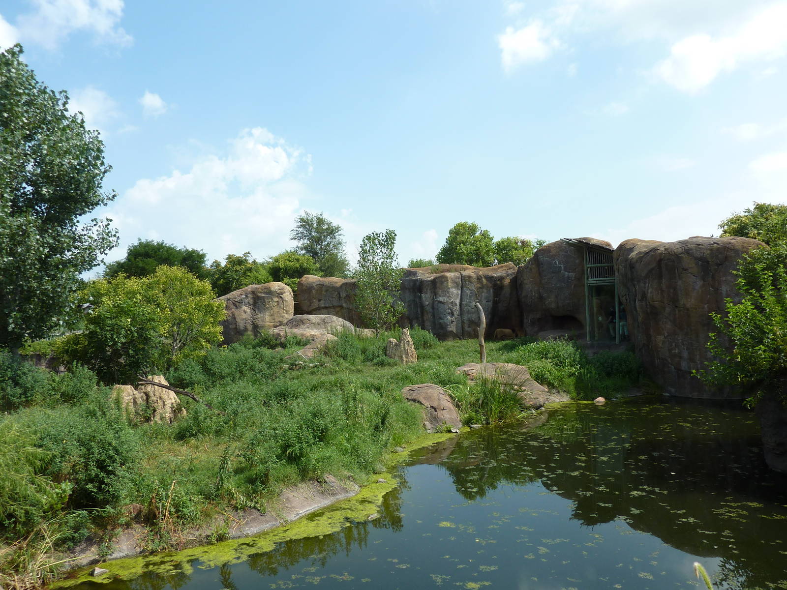 Pride Of The Plains - Lion Exhibit