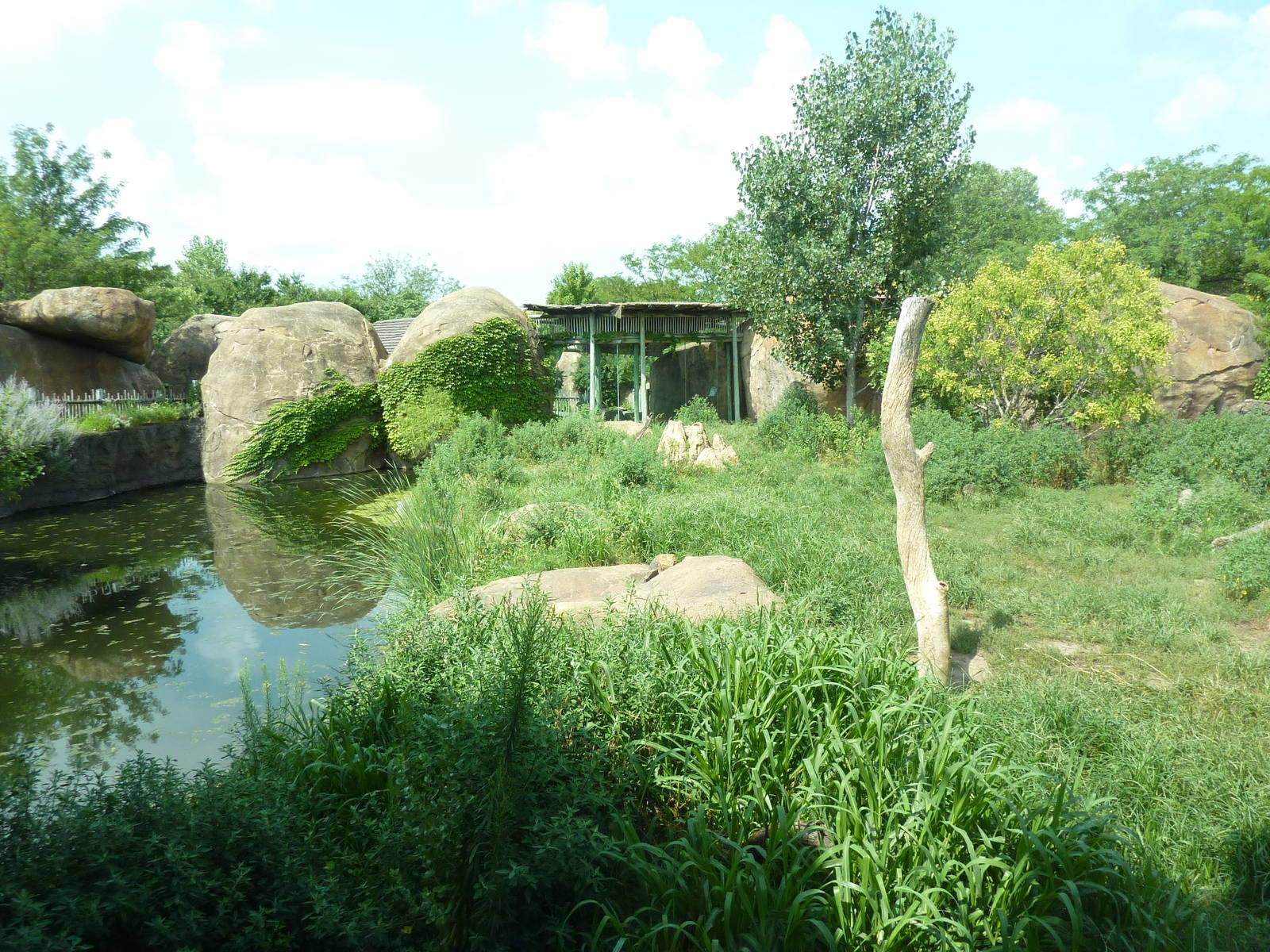 Pride Of The Plains - Lion Exhibit