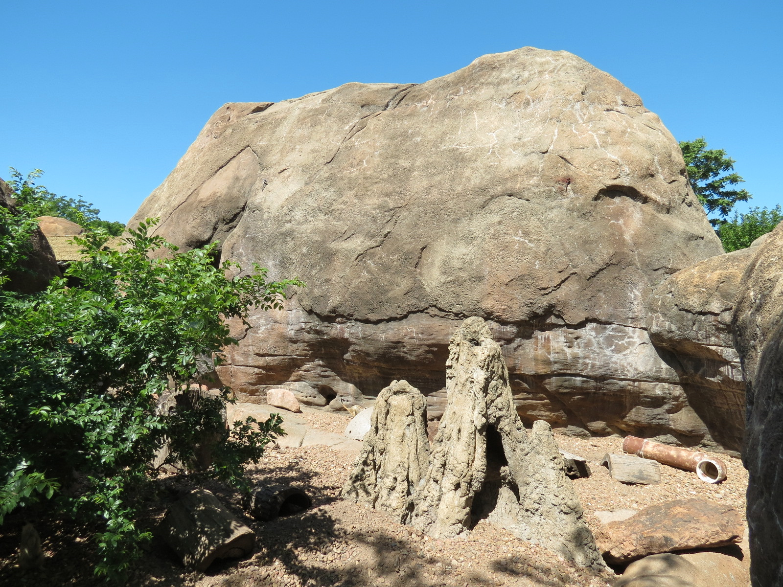 Pride of the Plains - Meerkat Exhibit 1