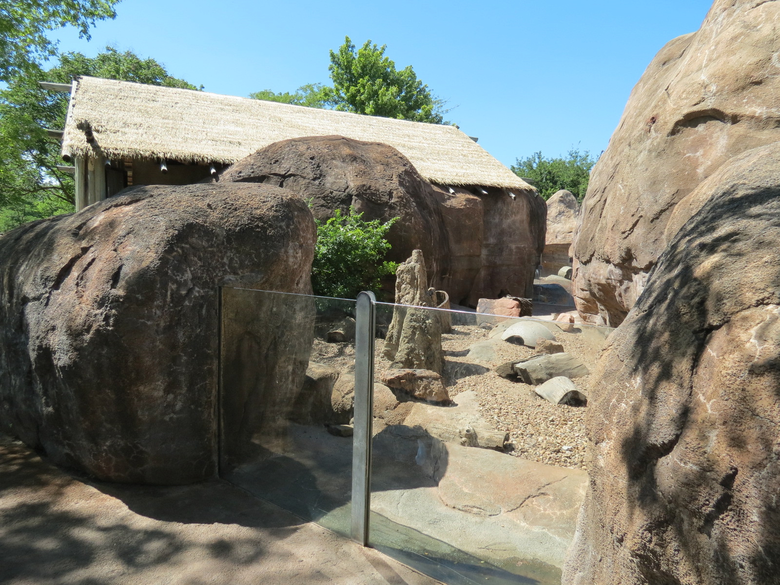 Pride of the Plains - Meerkat Exhibit 1