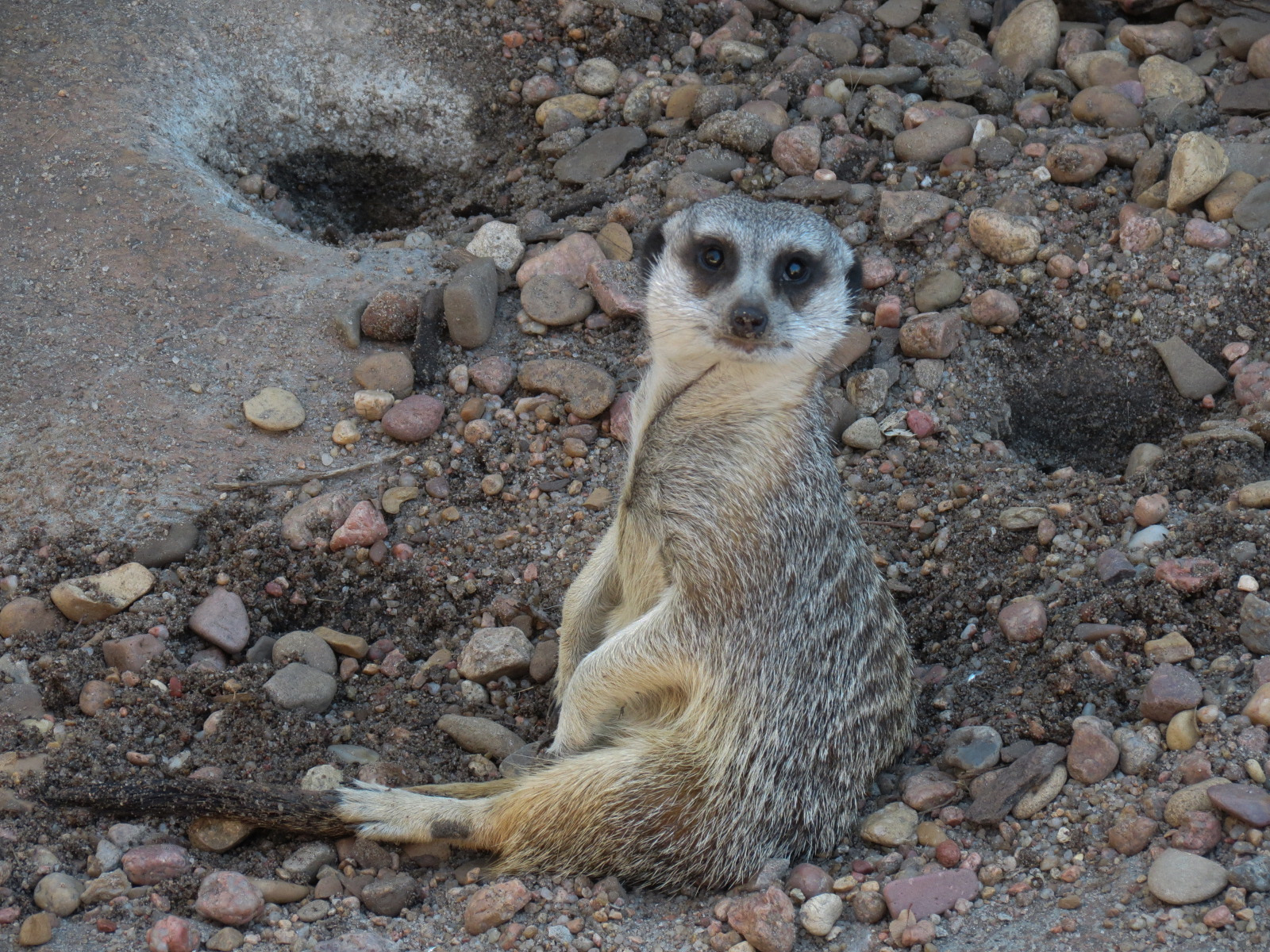 Pride of the Plains - Meerkat Exhibit 2