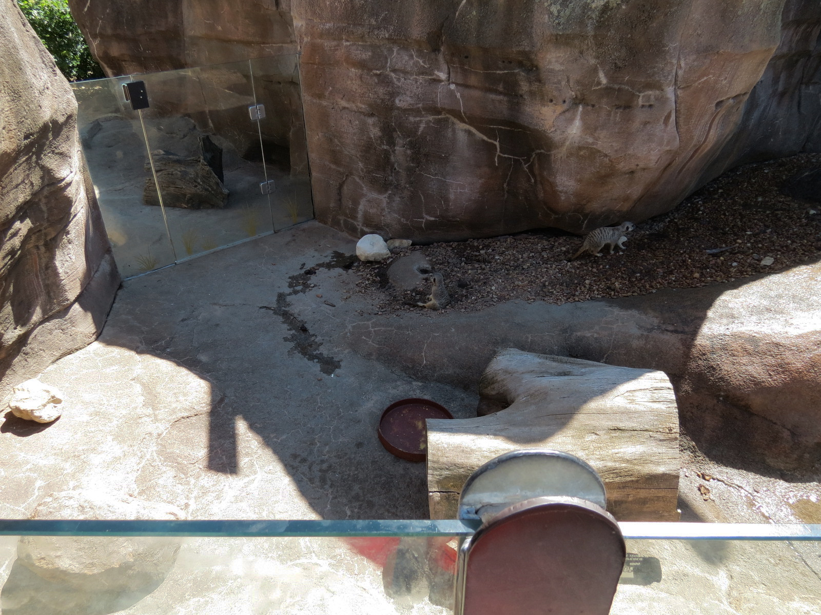 Pride of the Plains - Meerkat Exhibit 2