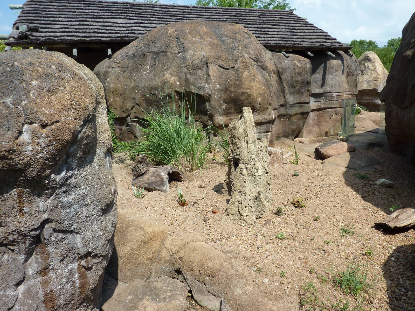 Pride Of The Plains - Meerkat Exhibit