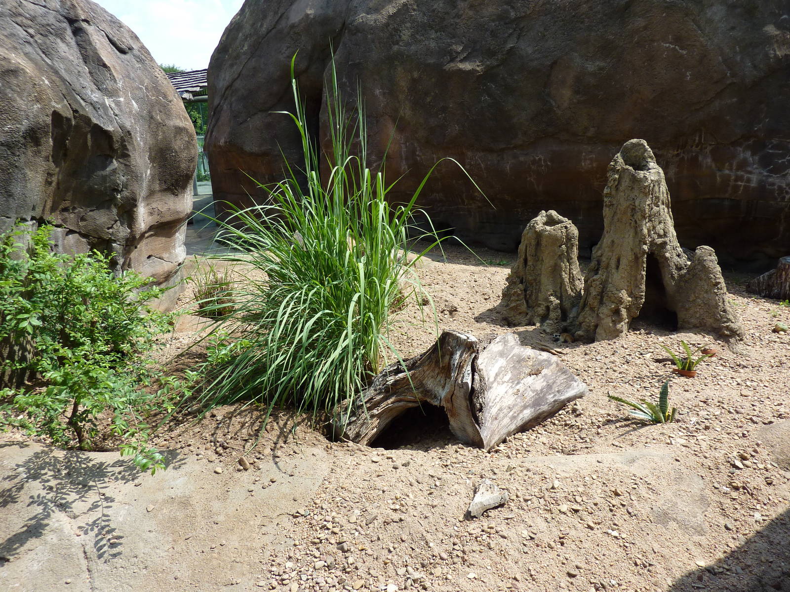 Pride Of The Plains - Meerkat Exhibit