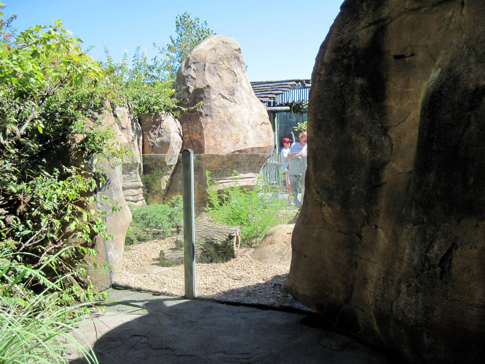 Pride of the Plains-Meerkat Exhibit