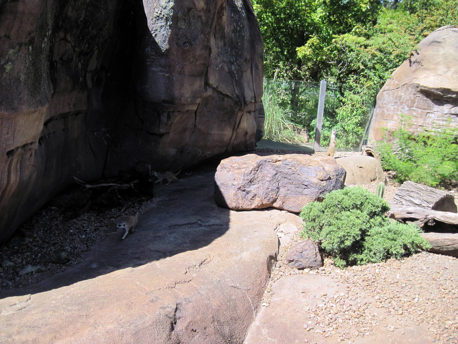 Pride of the Plains-Meerkat Exhibit