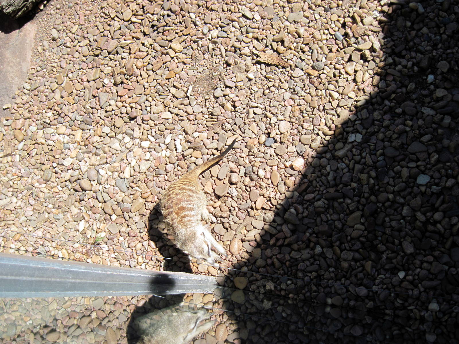 Pride of the Plains-Meerkat