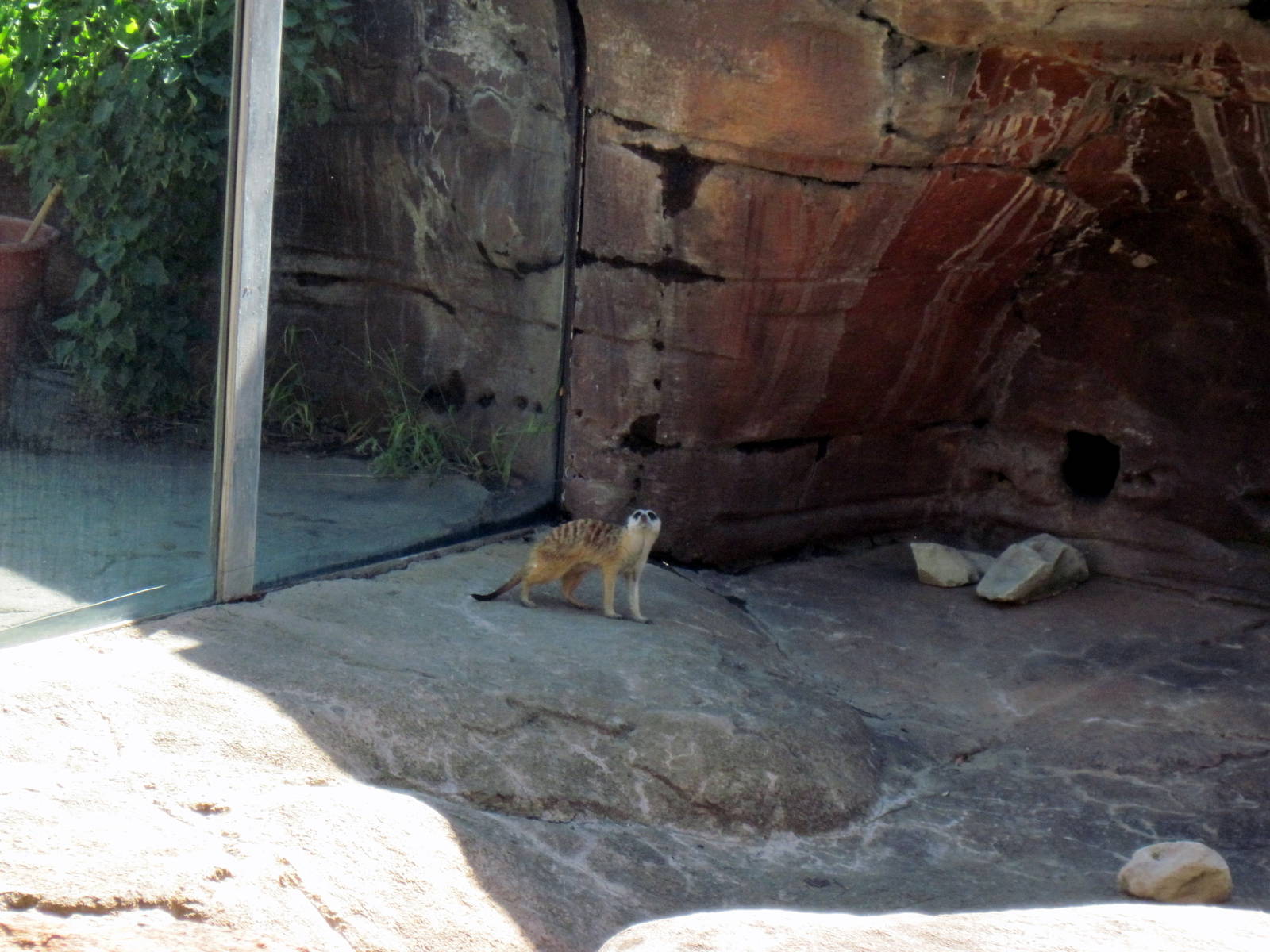 Pride of the Plains-Meerkat