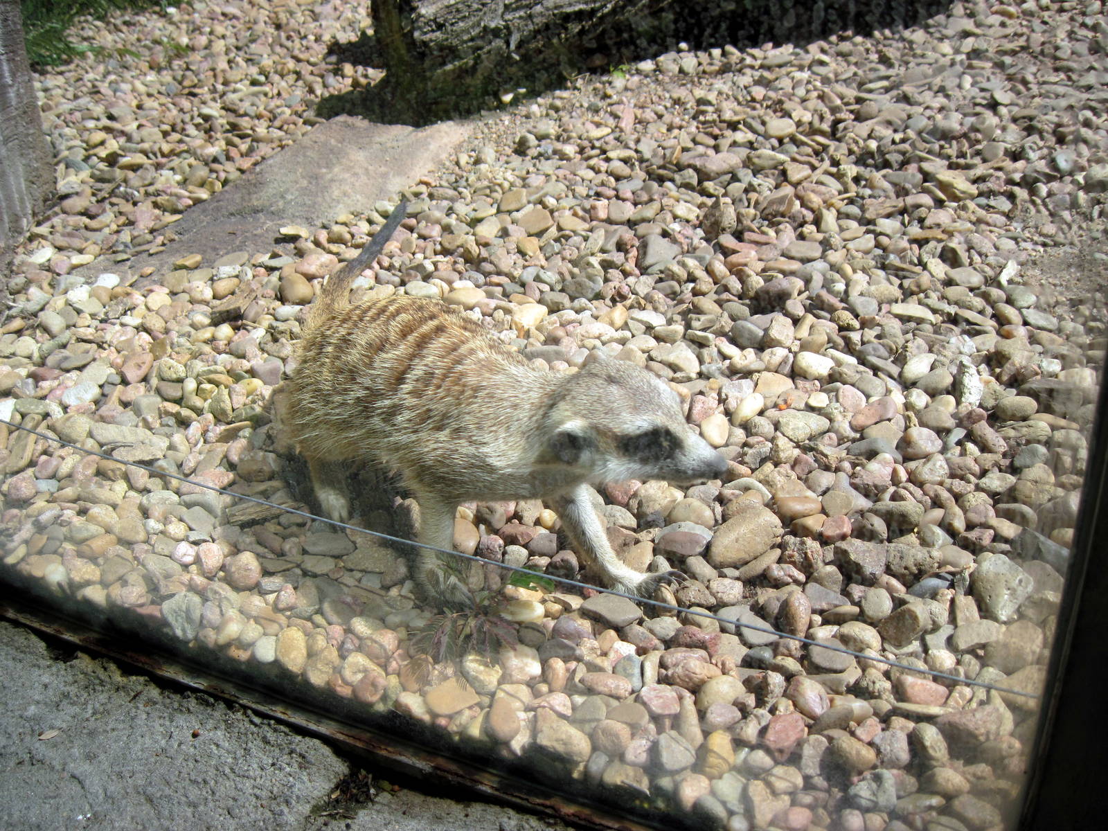Pride of the Plains-Meerkat