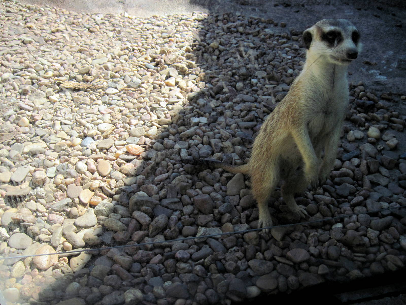 Pride of the Plains-Meerkat