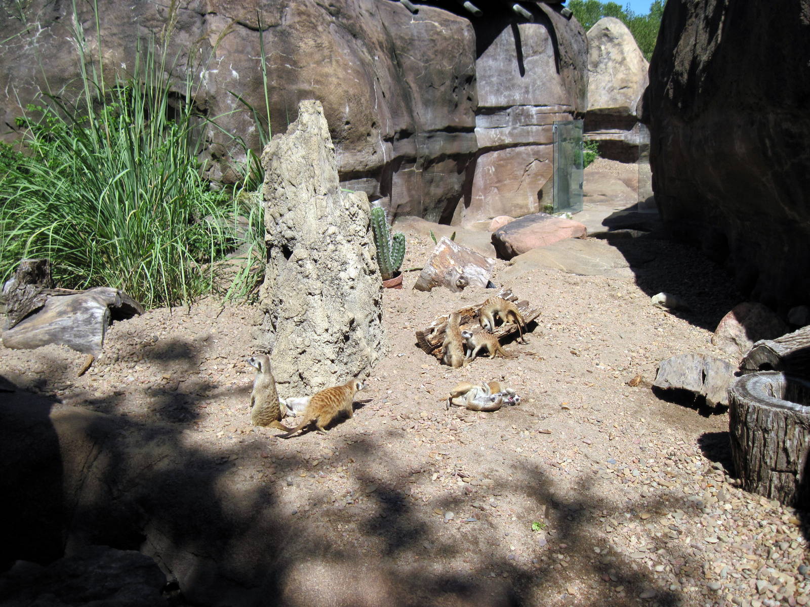 Pride of the Plains-Meerkats