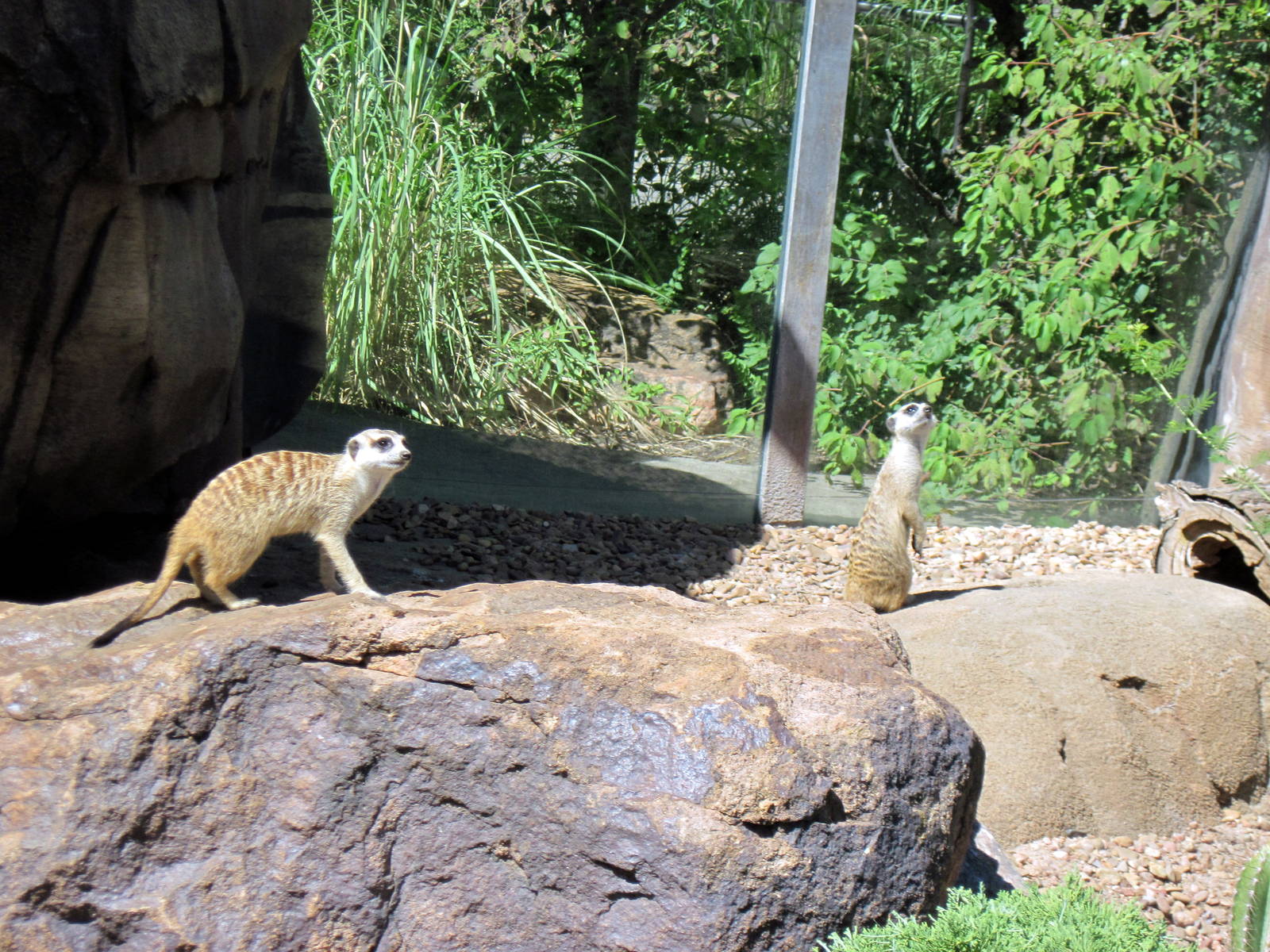 Pride of the Plains-Meerkats
