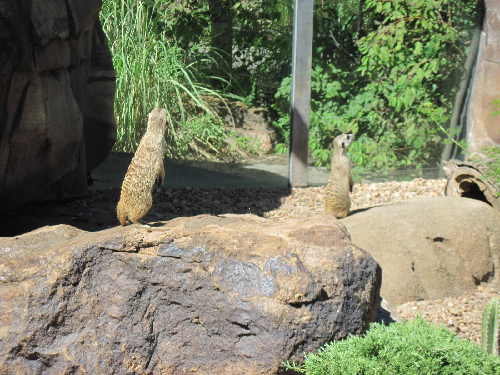 Pride of the Plains-Meerkats
