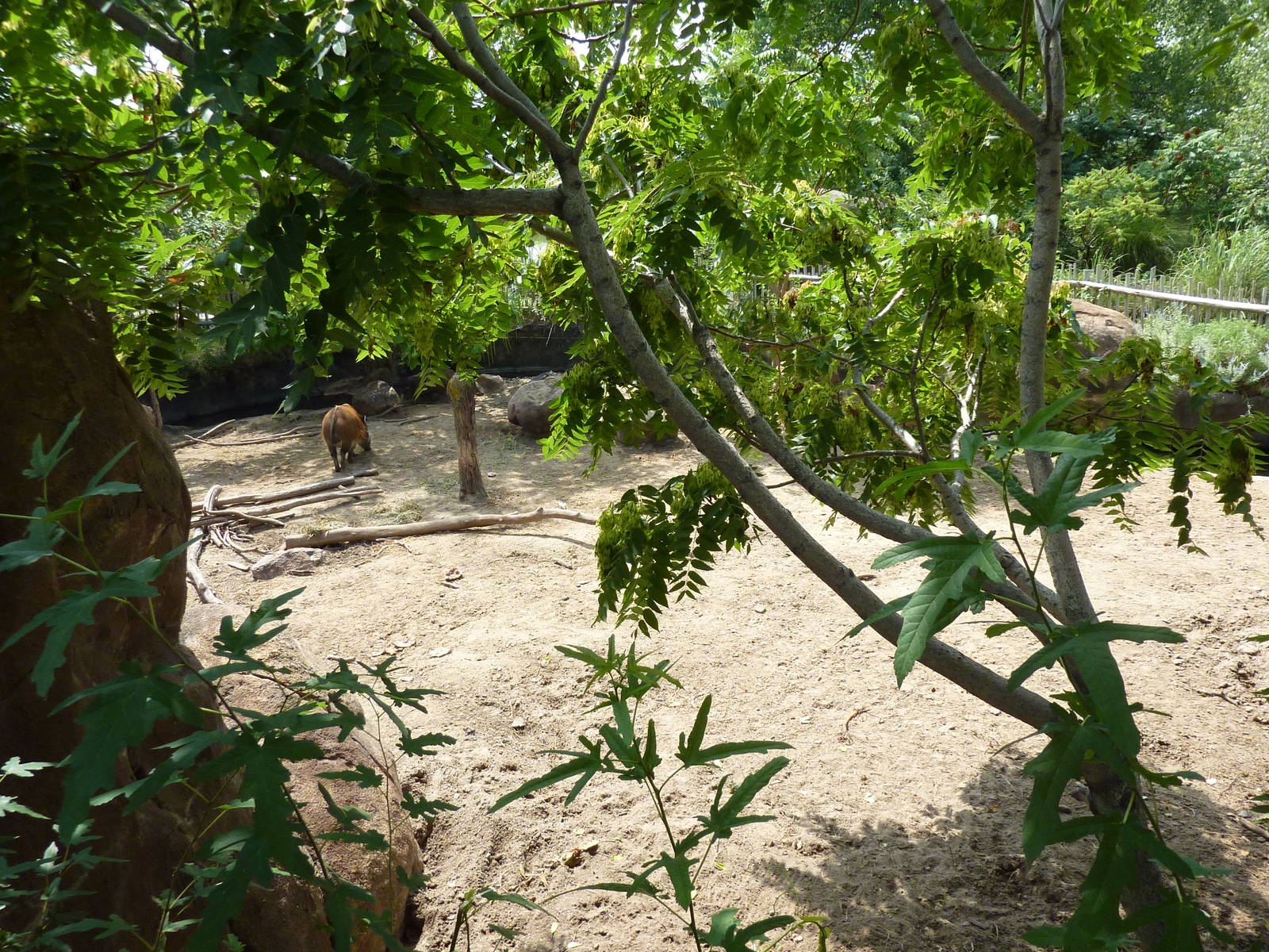 Pride Of The Plains - Red River Hog Exhibit