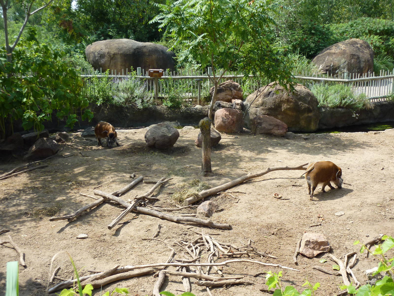 Pride Of The Plains - Red River Hog Exhibit