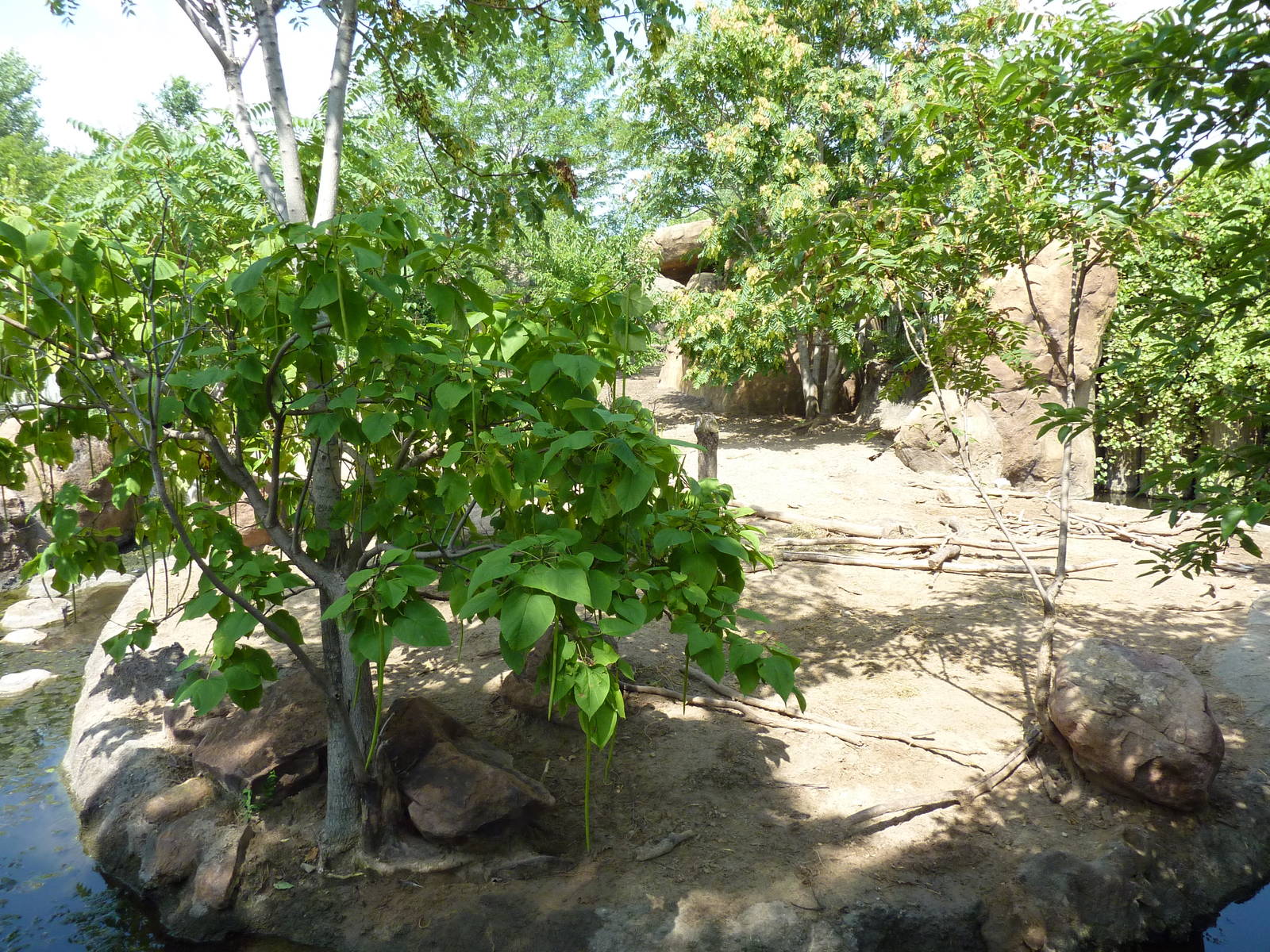 Pride Of The Plains - Red River Hog Exhibit